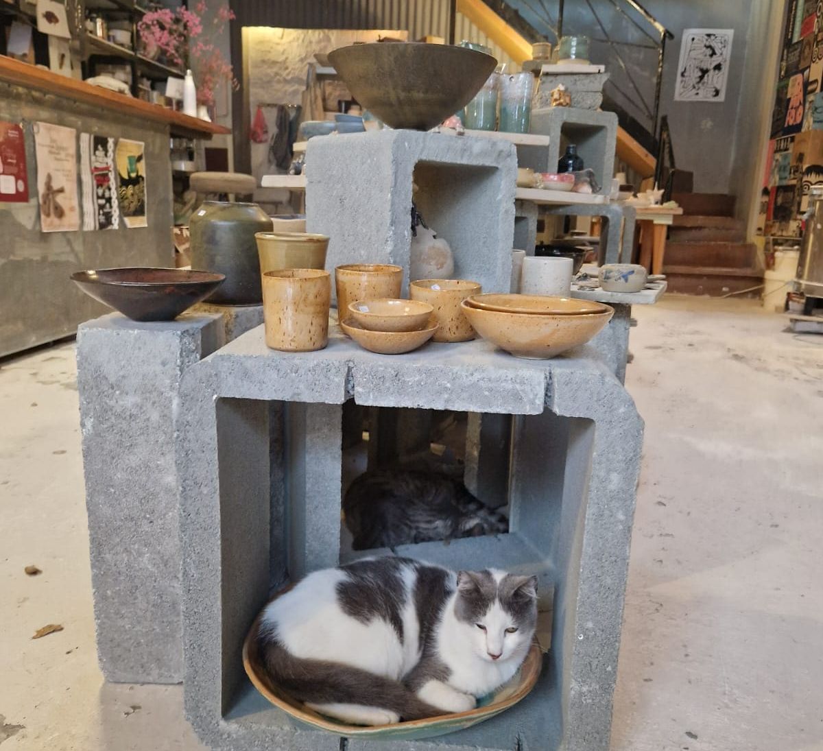 Katze schläft in einer Keramikschale in einer Töpferei auf Zypern