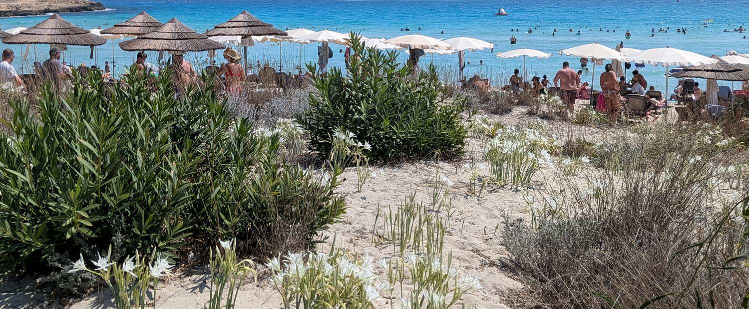 Sandlilien auf der Düne am Nissi Beach bei Ayia Napa
